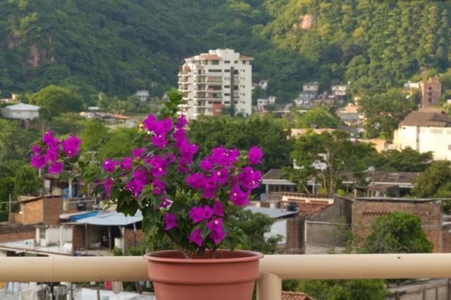 Oasis Hostel Puerto Vallarta Exterior photo